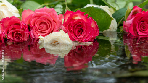 Bouquet of roses  white and pink in a puddle  close-up