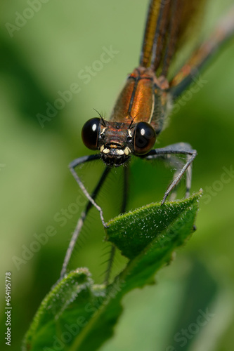 Female Copper demoiselle or Mediterranean demoiselle (Calopteryx haemorroidalis)