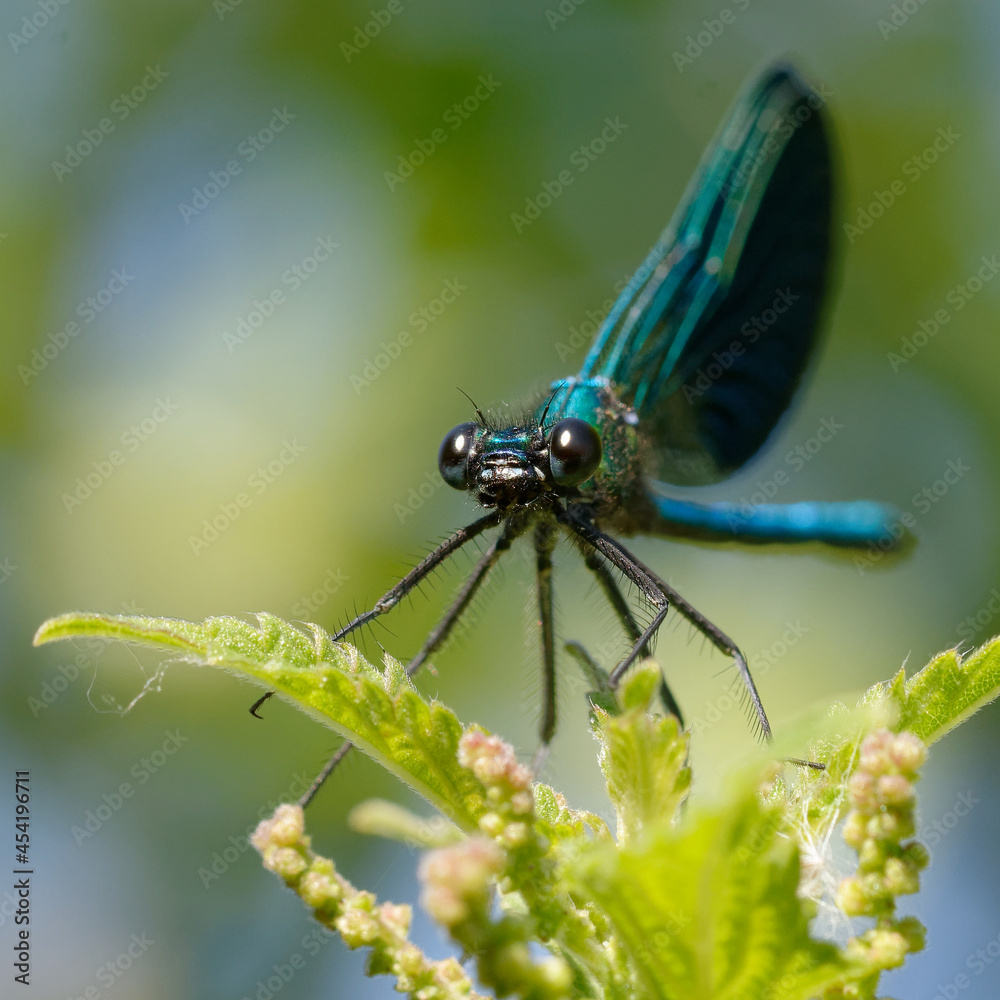 Male Western demoiselle or Yellow-tailed demoiselle (Calopteryx xanthostoma) Male Western demoiselle or Yellow-tailed demoiselle (Calopteryx xanthostoma)