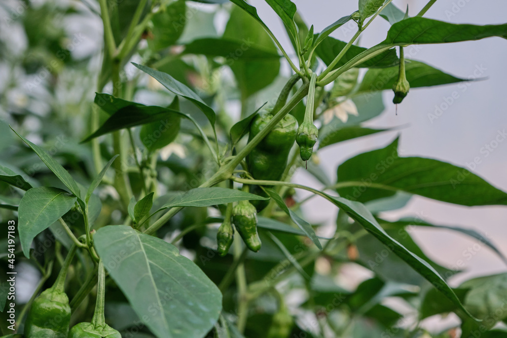 Growing Padron peppers Growing Padron peppers