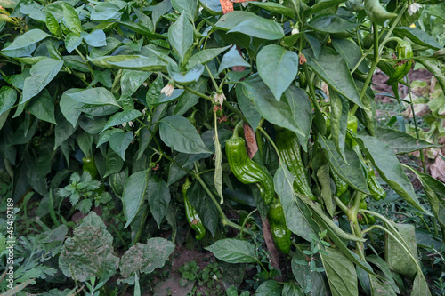 Italian sweet pepper plants with green fruits photo