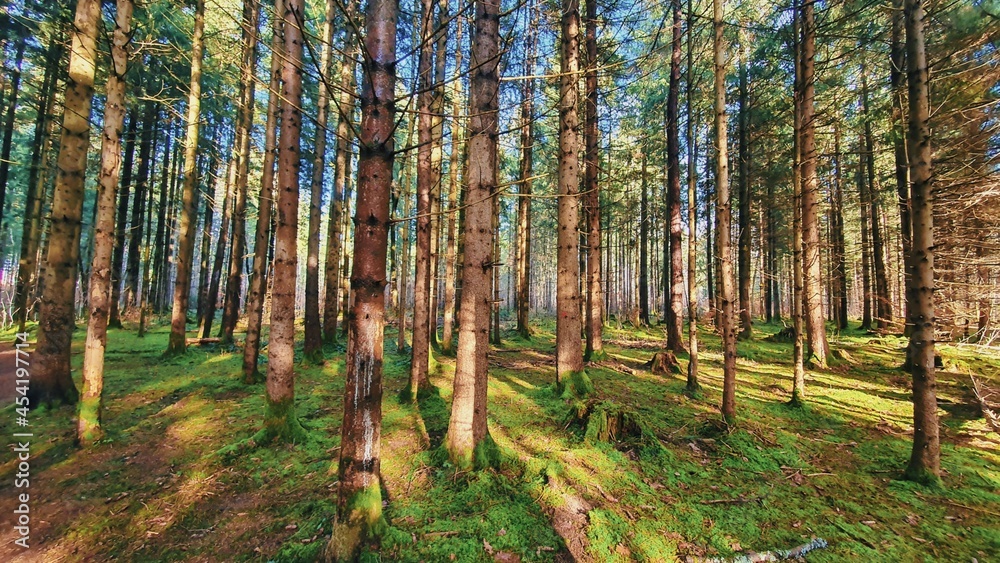 Fototapeta premium forest in autumn