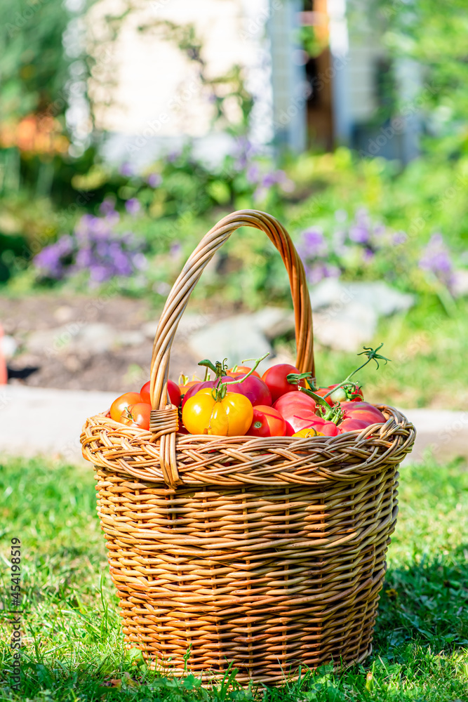 wicker basket with tomatoes stands on the grass wicker basket with tomatoes stands on the grass