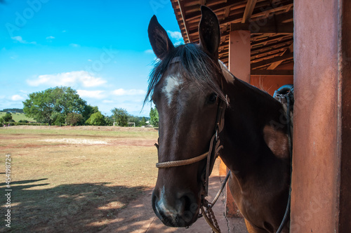 Cavalo Garanhão 