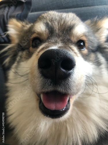 Portrait of a purebred Finnish Lapphund dog