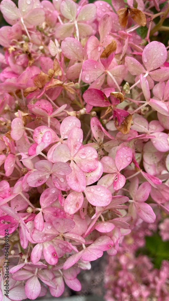 Obraz premium pink flowers