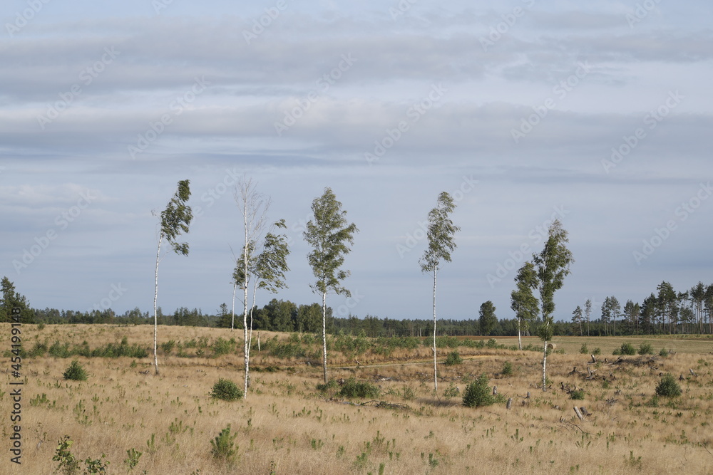 Krajobraz kaszubski kilka lat po trąbach powietrznych: Lipusz - obrazy, fototapety, plakaty 