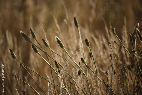 Trawy suche pożółkłe jesienią makro photo