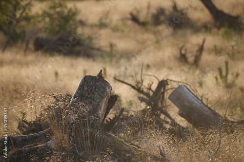 Krajobraz kaszubski kilka lat po trąbach powietrznych: Lipusz