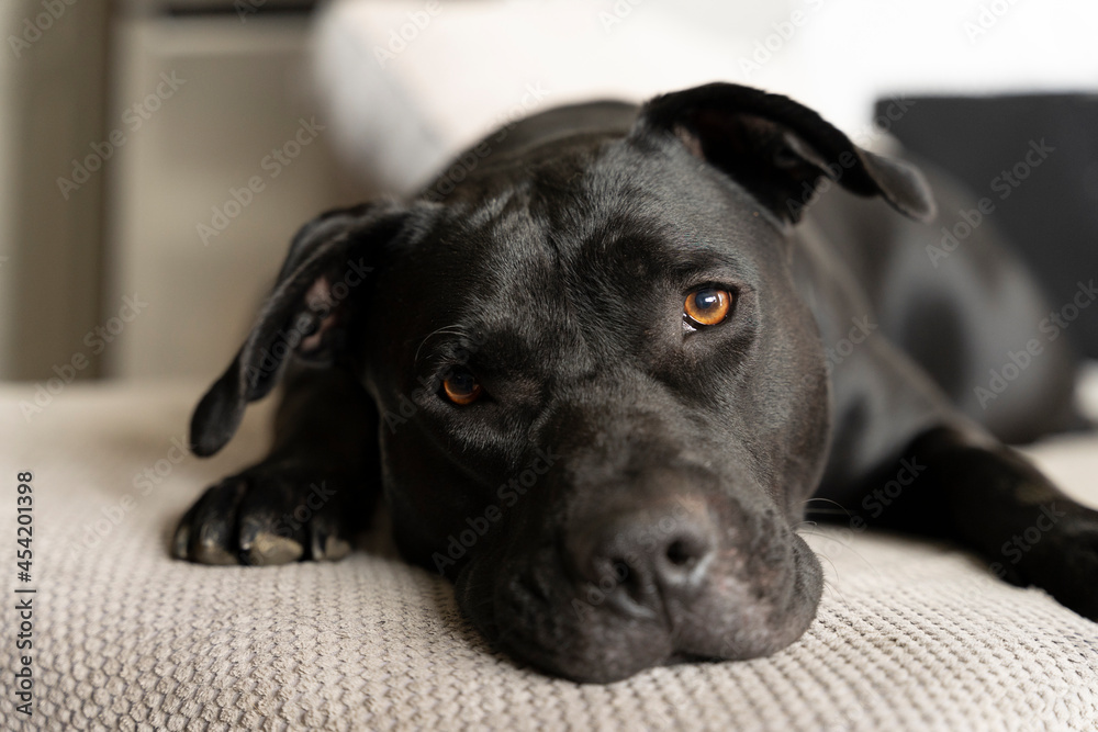 Czarny pies leży na kanapie i patrzy prosto w kamerę. - obrazy, fototapety, plakaty 