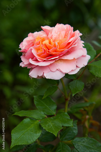 Rose creamy rose flower on green background. Soft style. Home gardening. Nature. Roses garden park. 