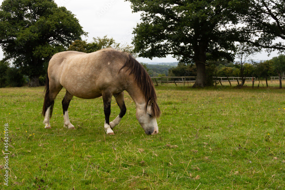 Fat and happy - pretty dun coloured pony grazing on grass in her field, looking like she has already eaten more than her share as she is so fat .