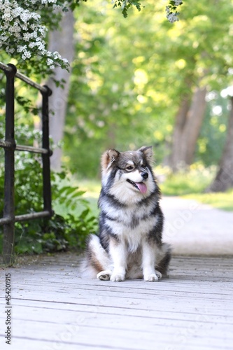 Portrait of a purebred Finnish Lapphund dog