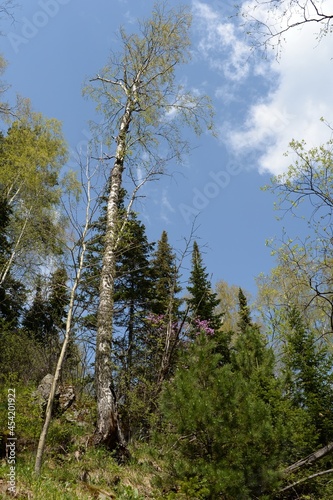 Forest landscape on the mountain Malaya Sinyukha in the area of Lake Manzherok. Gorny Altai