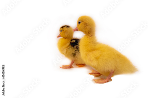 Cute duck isolated on black background