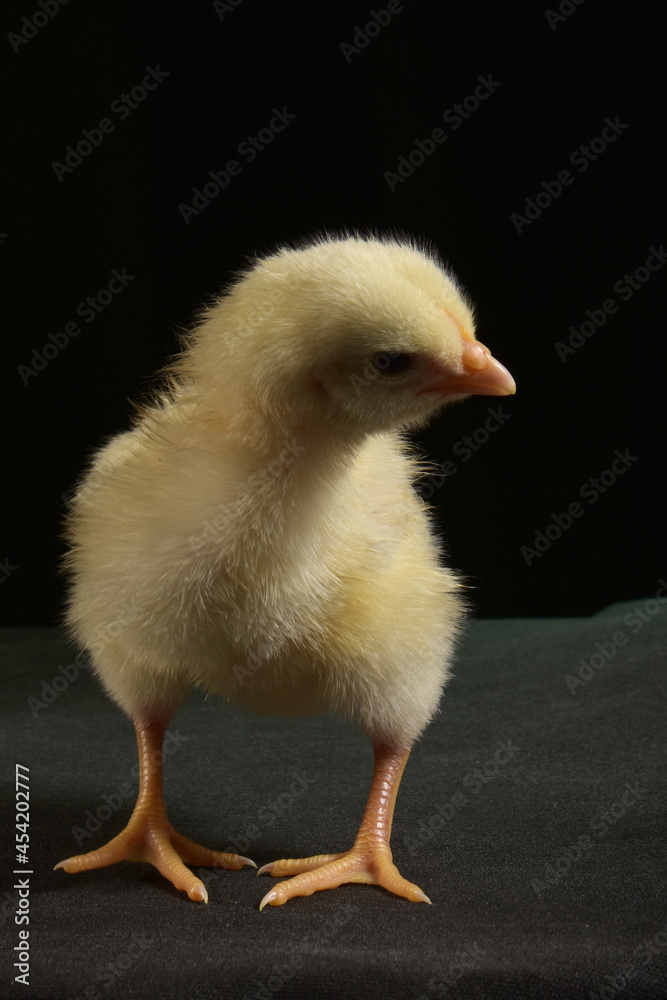 Cute chick with light bulb on black background Cute chick with light bulb on black background