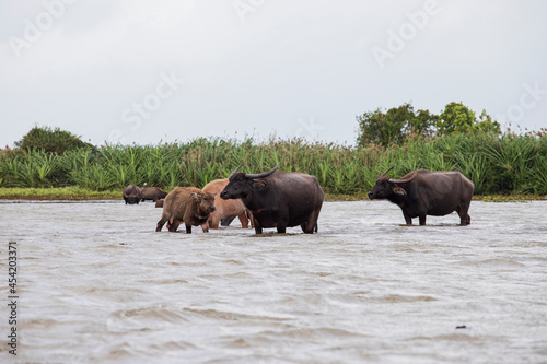 thale noi bird watching park