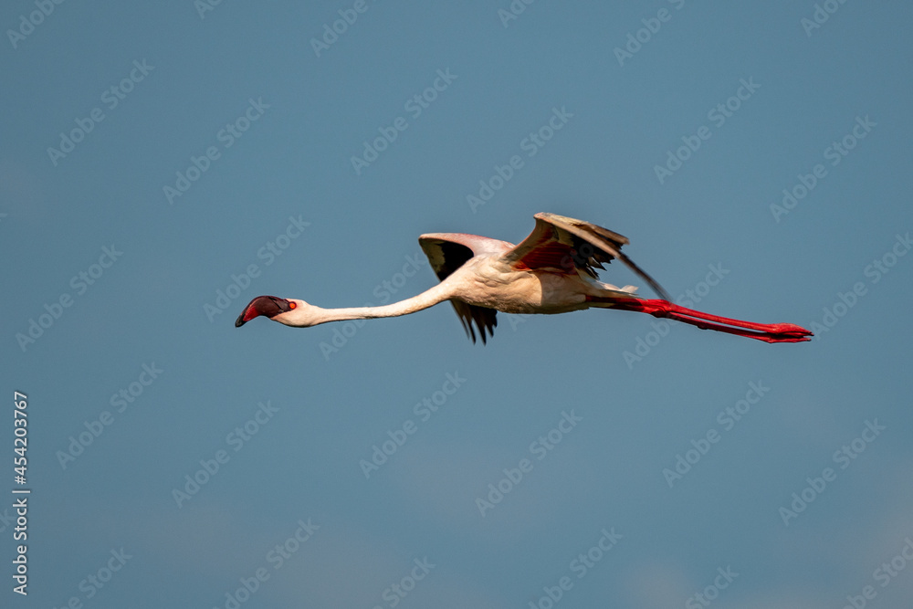 Fototapeta premium beautiful sunset over the lakes of Baringo with pink flamingos in the foreground