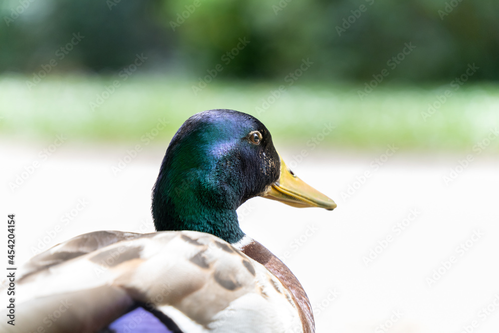 Obraz premium Portrait of a mallard duck, in profile, outdoor in spring 