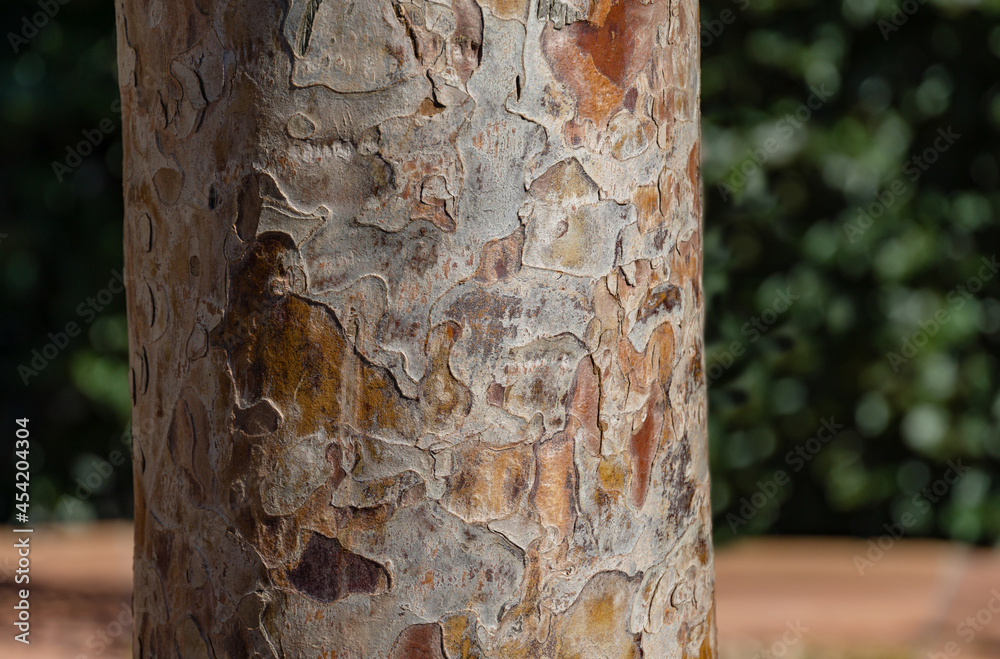English Yew Wood