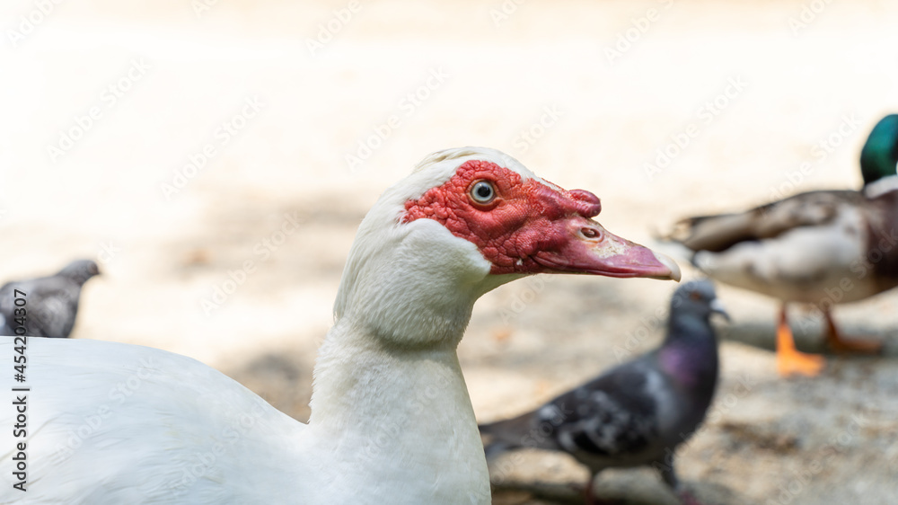 Portrait of a Muscovy duck, outdoors. White body, red head and beak, blue eyes Portrait of a Muscovy duck, outdoors. White body, red head and beak, blue eyes