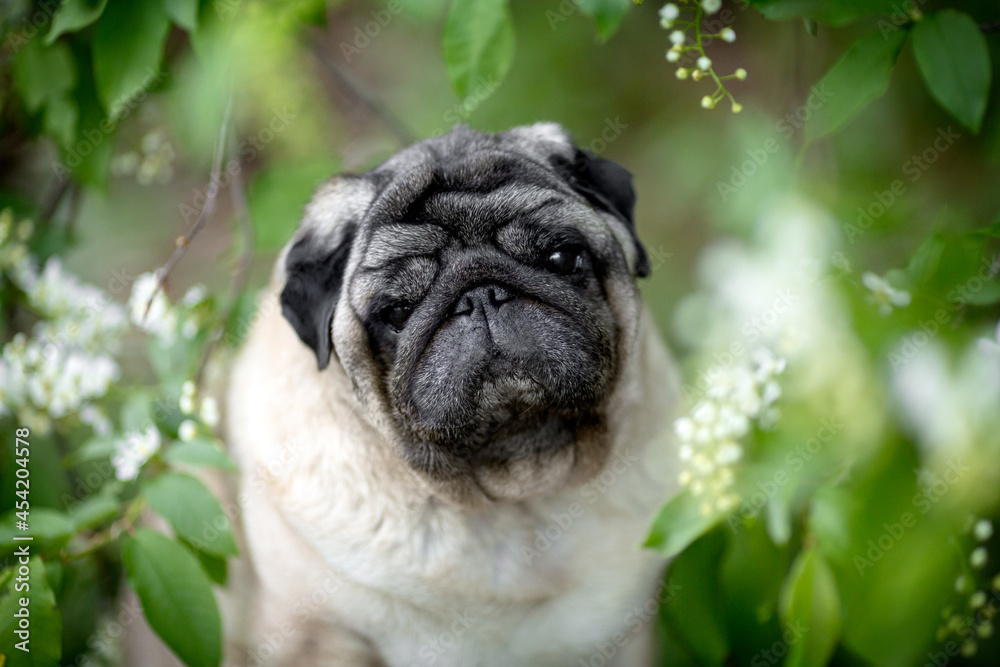 Portrait of a cute beige pug in green foliage. Selective focus. High quality photo