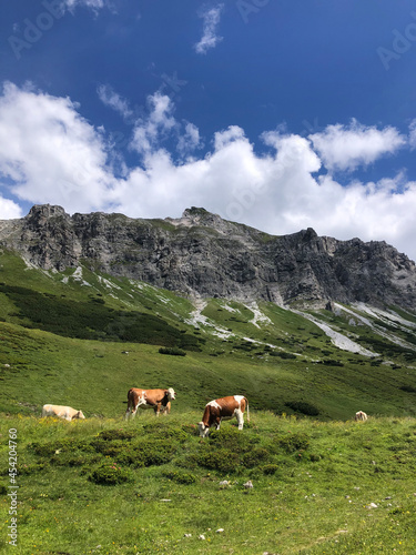 cows on the mountain