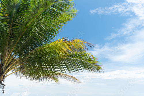 palm tree and blue sky