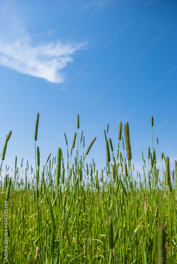 Fototapeta premium Juicy green grass against the background of a blue sky with clouds.