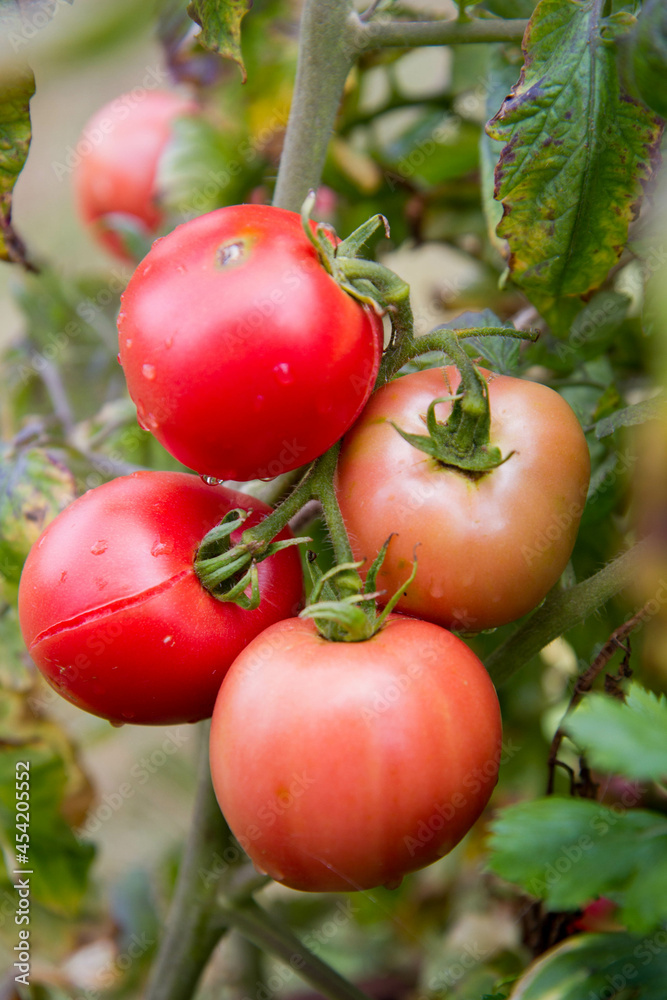 Tomato fruits growing in a garden