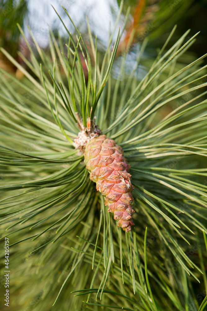 Pine cone on branches in close up
Pine cone on branches in close up