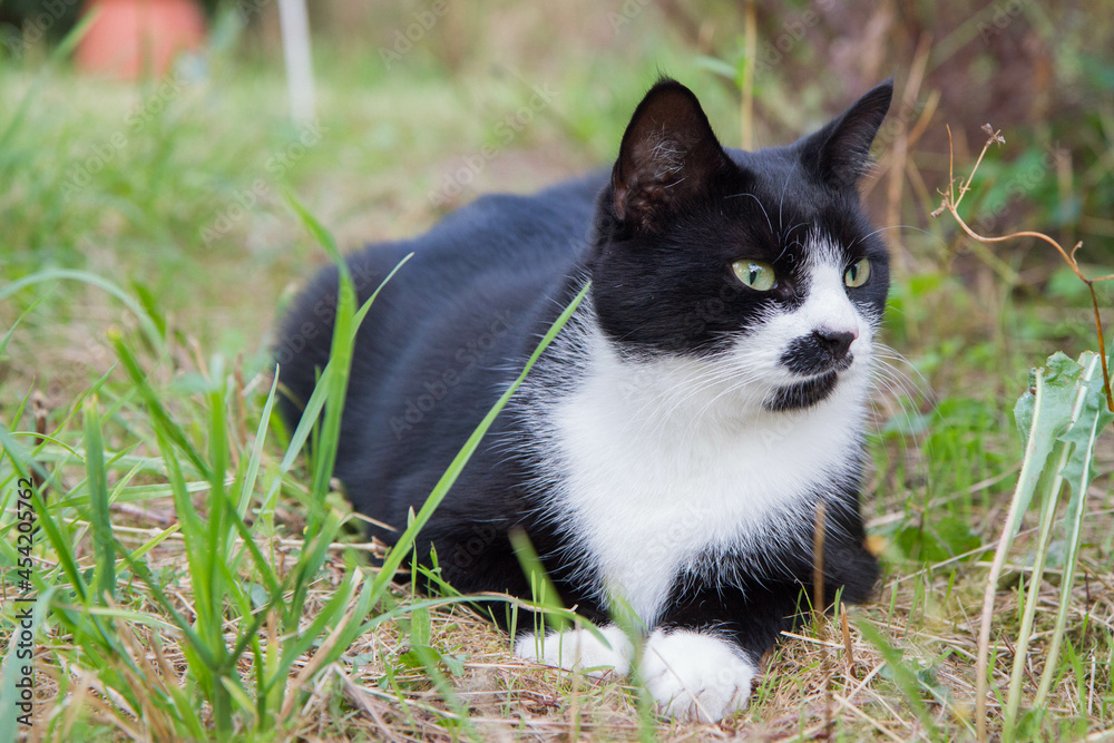 Young black and white cat in a garden	
