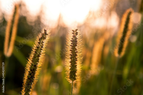 Grassland against sky during sunset 