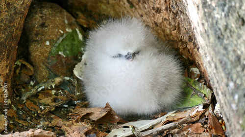 Fluffy chick in a nest