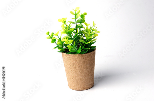 Artificial Plant Isolate in Paper Pot