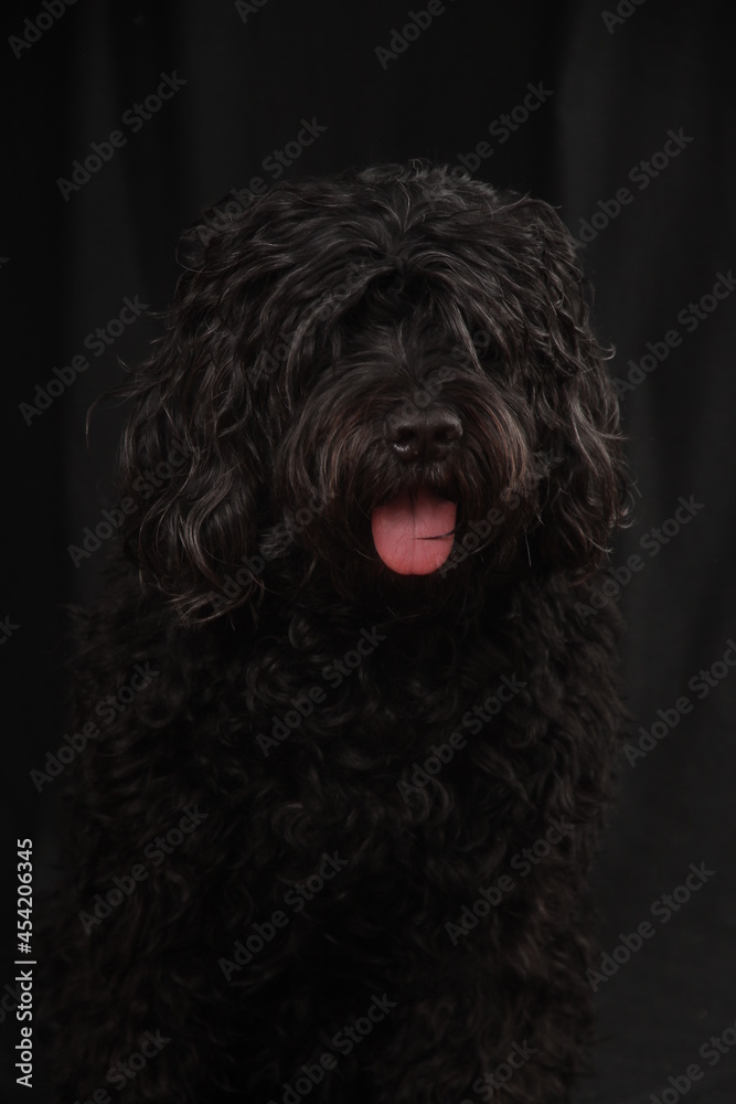 dog portuguese water