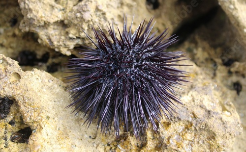 urchin on the reef © Barbara Gajser