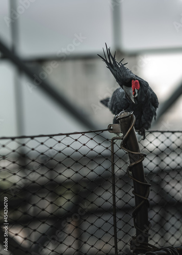 black and red parrot