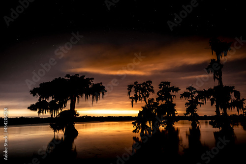 Trees growing out of lake in Louisiana swamp