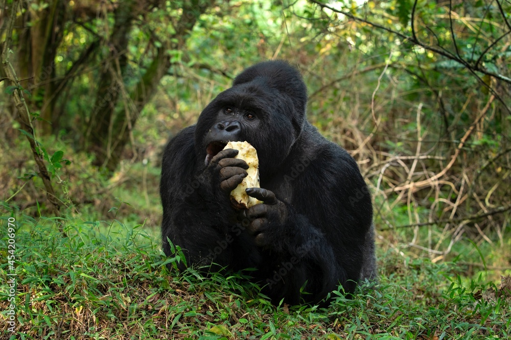 Mountain gorilla in the Mgahinga national park. Gorila have a rest in the forest. Rare wild animal in the Uganda. Walking in tha rain forest. Mountain gorilla in the Mgahinga national park. Gorila have a rest in the forest. Rare wild animal in the Uganda. Walking in tha rain forest.