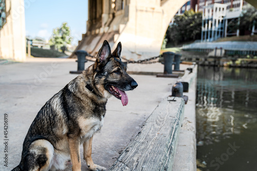 Working dog German Shepherd  poses in front of Houston Bayou 