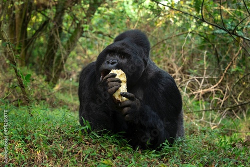 Mountain gorilla in the Mgahinga national park. Gorila have a rest in the forest. Rare wild animal in the Uganda. Walking in tha rain forest.  © prochym