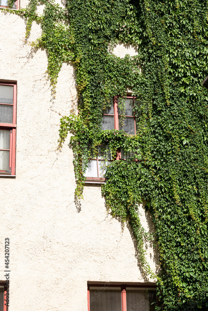 old building covered with ivy