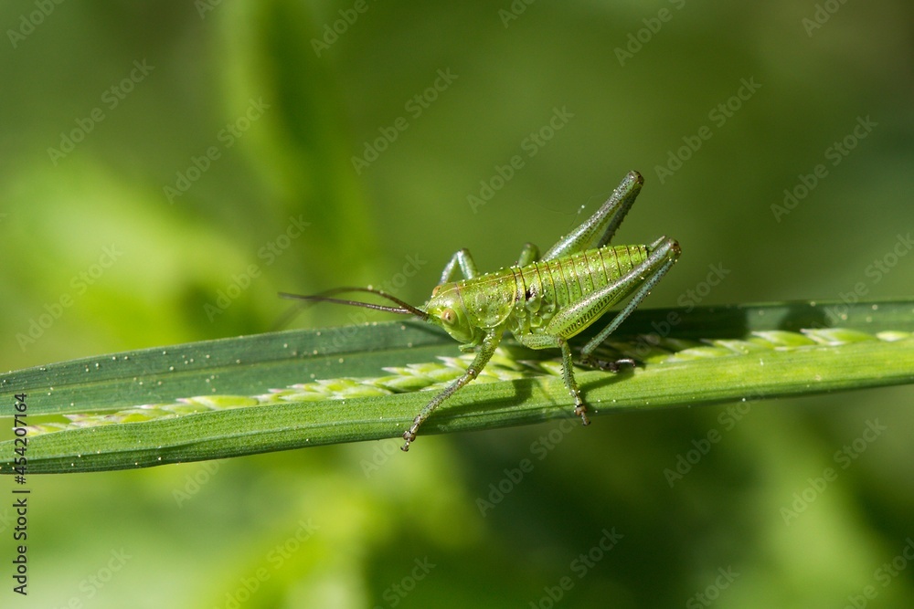 grasshopper on a leaf grasshopper on a leaf