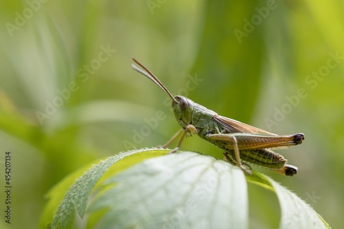 Canvastavla locust on a leaf