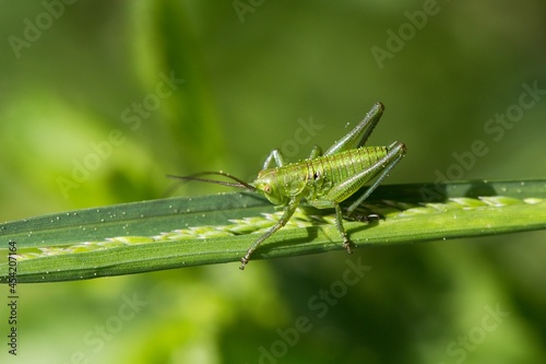 grasshopper on a leaf © Hana