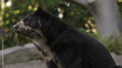 This video shows the profile of an Andean Bear (Tremarctos ornatus) sniffing the air at sunset. photo