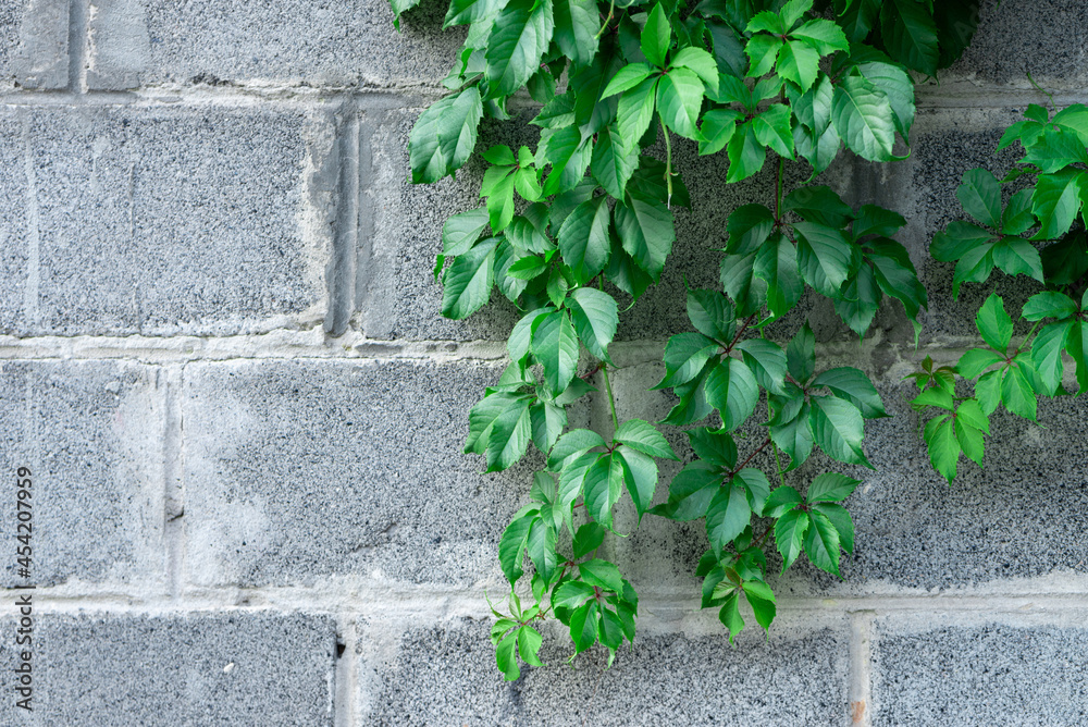Greenery on a stone wall. Ivy grows on the wall. Greenery on a stone wall. Ivy grows on the wall.