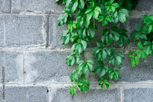 Greenery on a stone wall. Ivy grows on the wall.