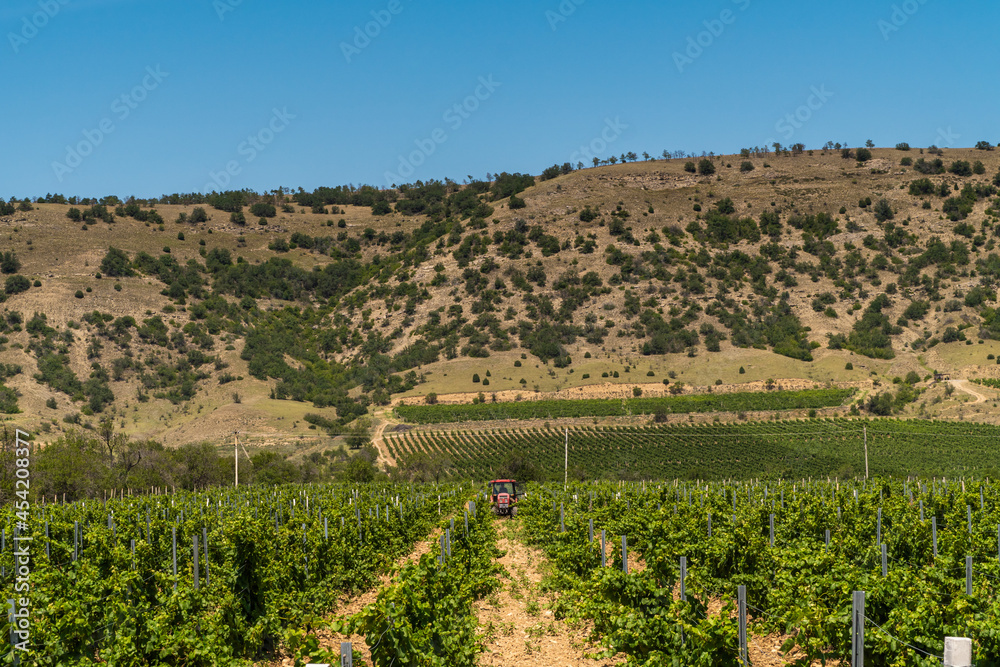 The Republic of Crimea. July 16, 2021. A tractor weeds the land along the vineyards near the town of Sudak.